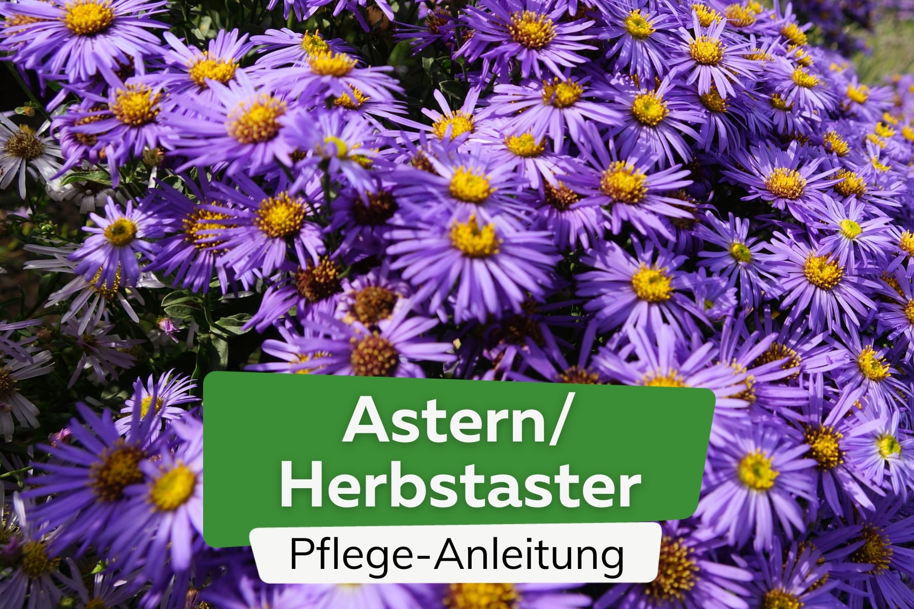 Astern/Herbstaster