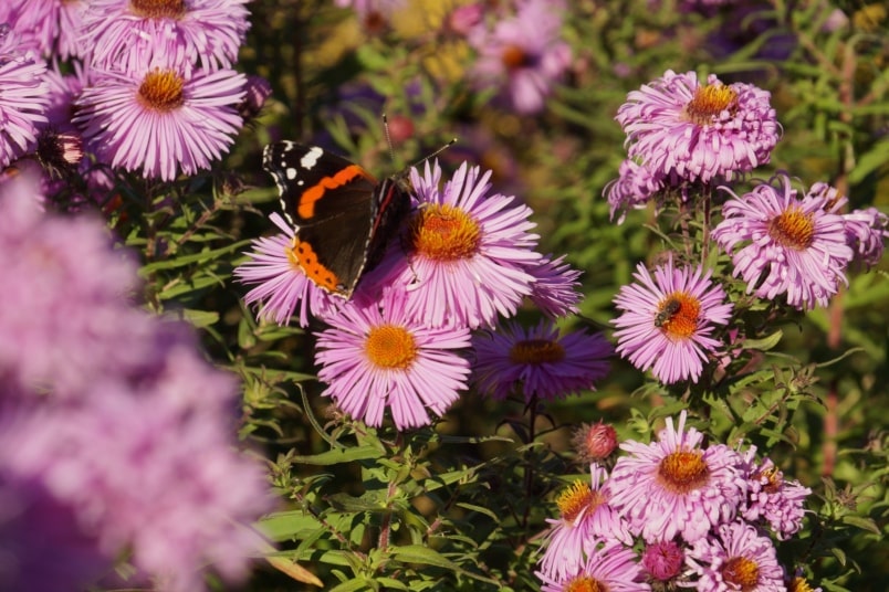 Schmetterling auf Aster