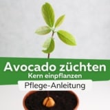 Avocado züchten - Kern einpflanzen