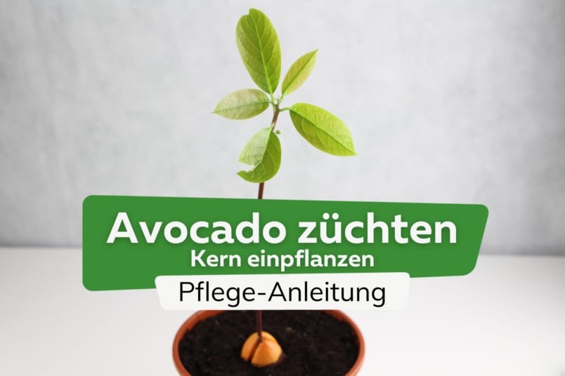 Avocado züchten - Kern einpflanzen