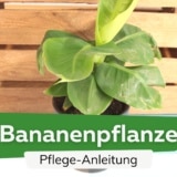 Bananenpflanze