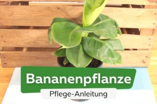 Bananenpflanze, Bananenbaum: Pflege von A-Z