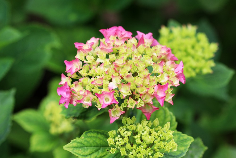 Bauernhortensie - Hydrangea macrophylla