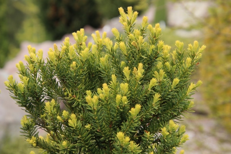 Bechereibe (Taxus media 'Hicksii')