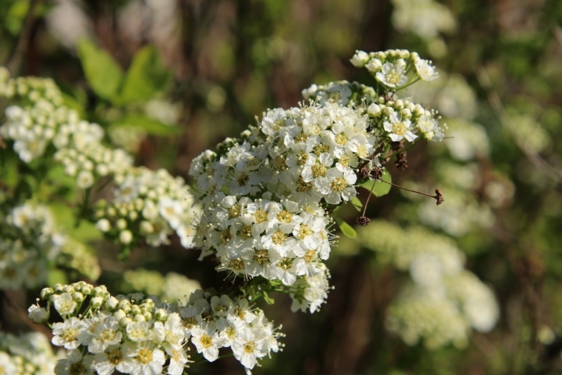 Belgischer Spierstrauch (Spiraea vanhouttei)