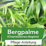 Bergpalme (Chamaedorea elegans)