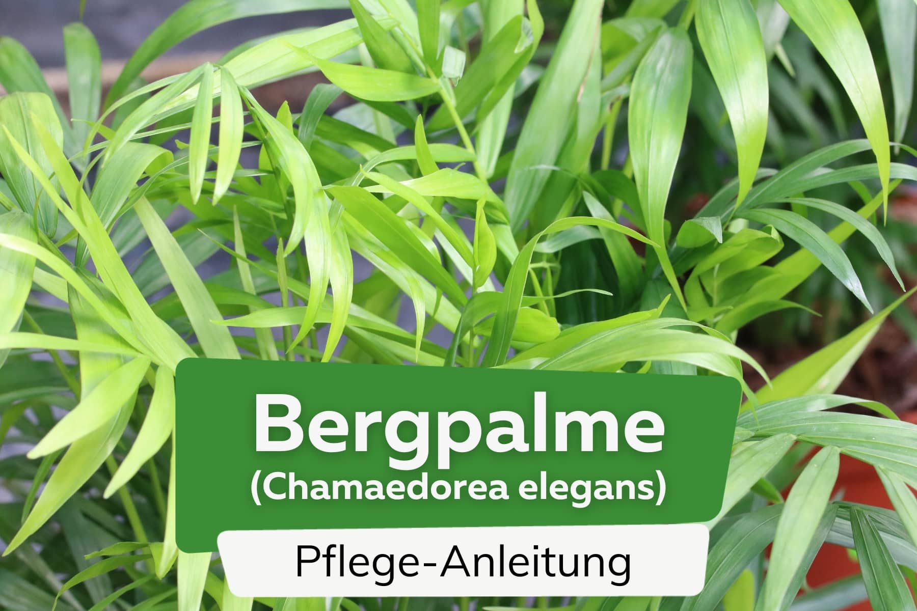 Bergpalme (Chamaedorea elegans)