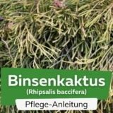 Binsenkaktus (Rhipsalis baccifera)