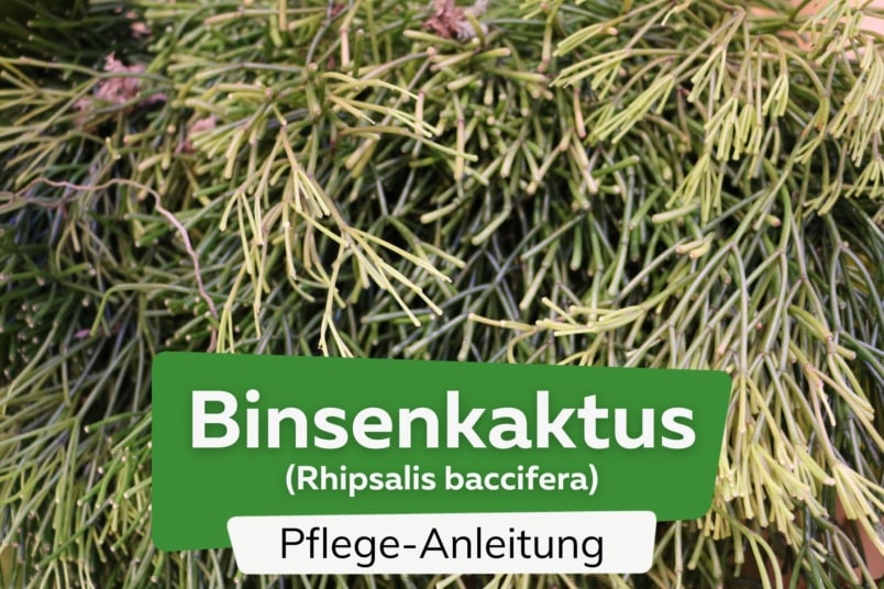 Binsenkaktus (Rhipsalis baccifera)