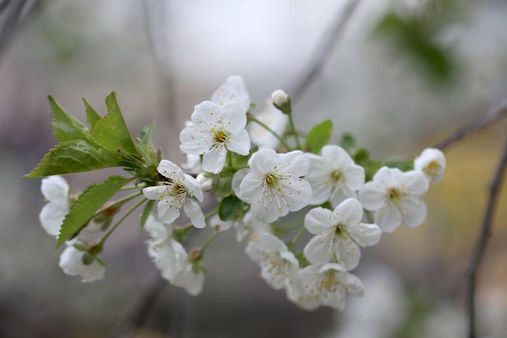 Apfelbaum, Malus