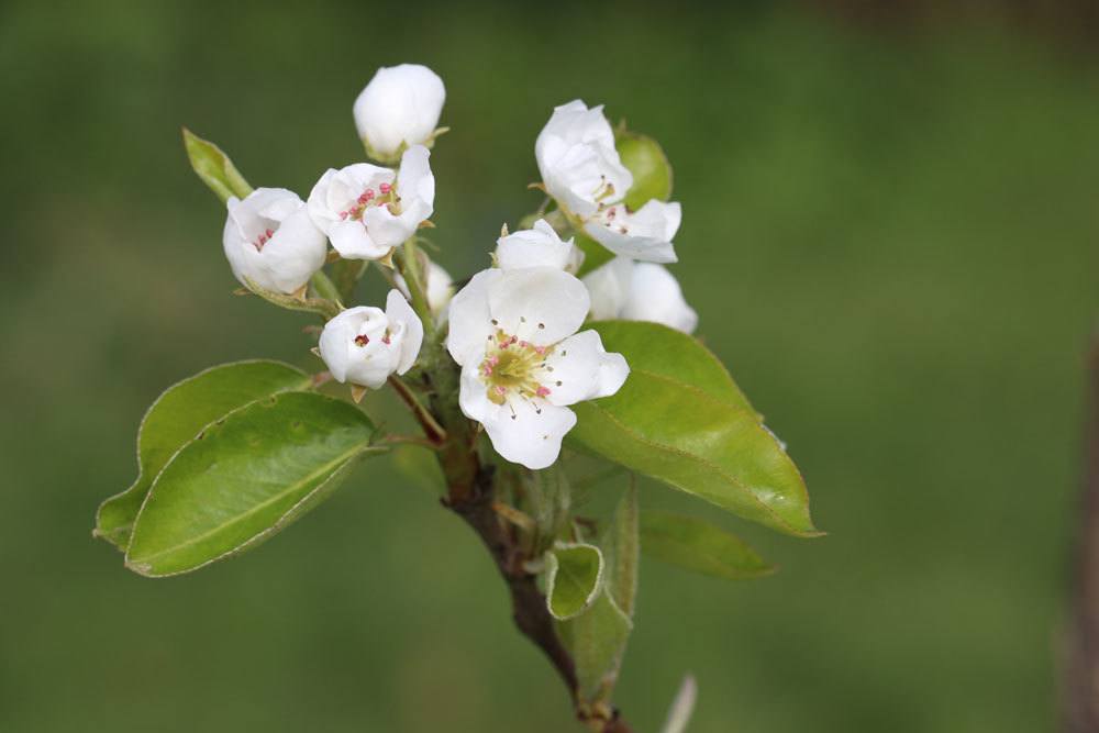 Birnenbaum, Pyrus, Birne, bienenfreundliche Pflanzen