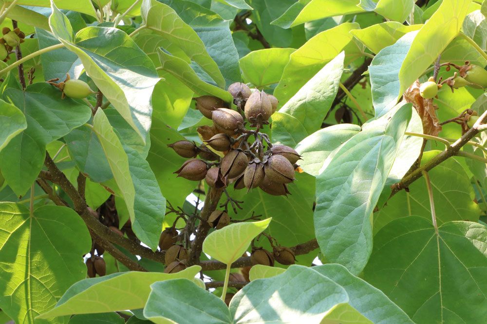 Blauglockenbaum, Paulownia tomentosa