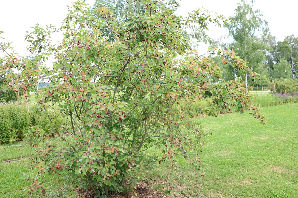 Felsenbirne, Amelanchier lamarckii