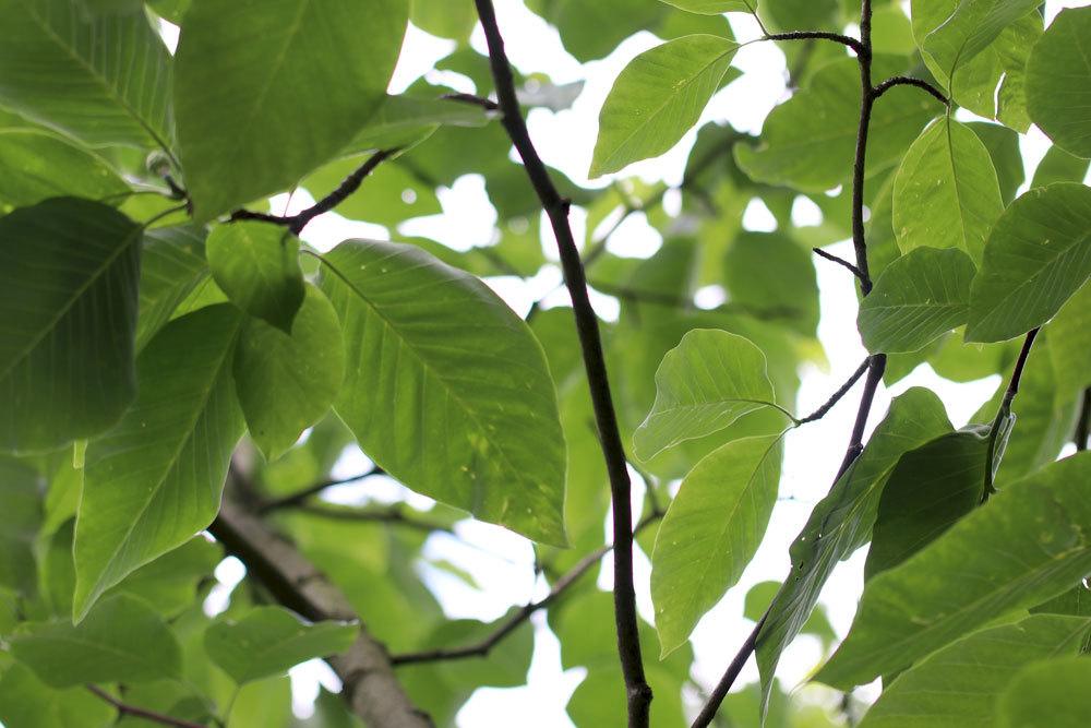 Gurken-Magnolie, Magnolia acuminata