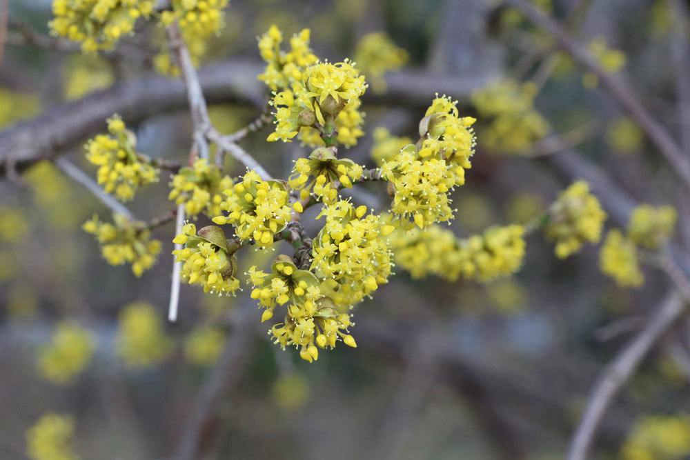 Kornelkirsche, Cornus mas, kleine Bäume