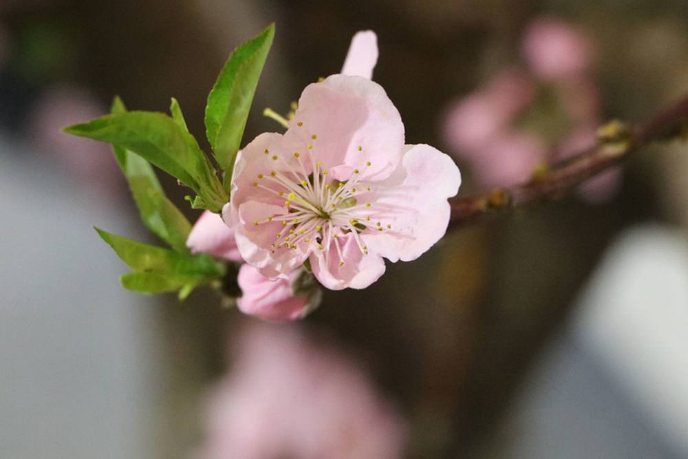 Pfirsichbaum, Prunus persica