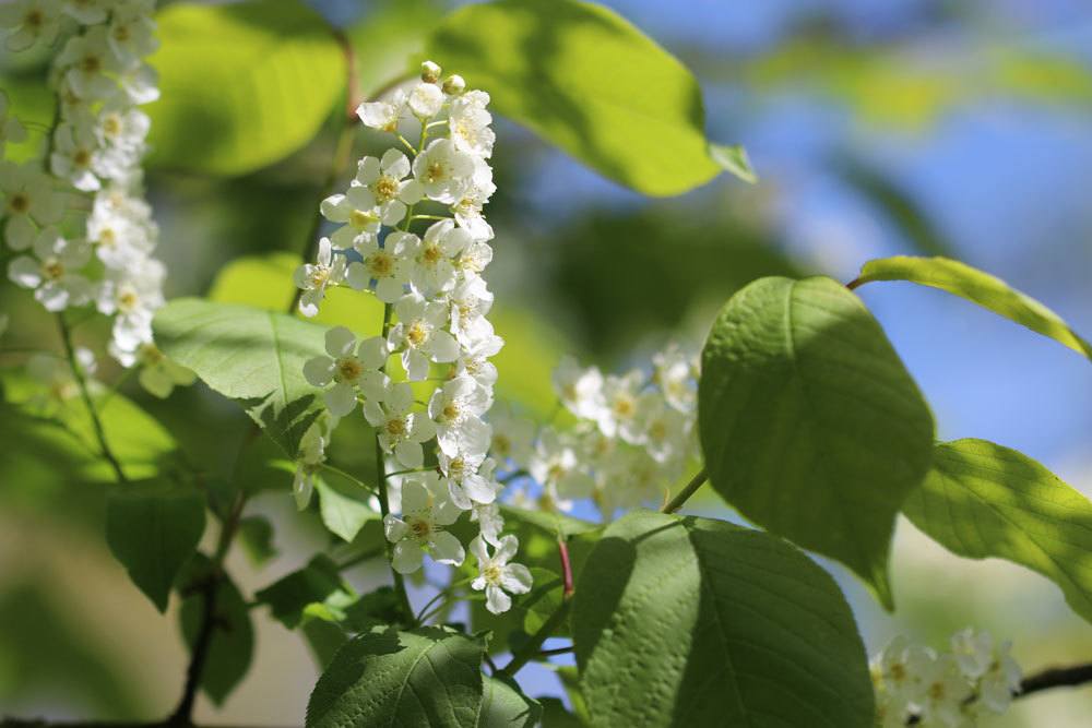 Traubenkirsche, Prunus padus