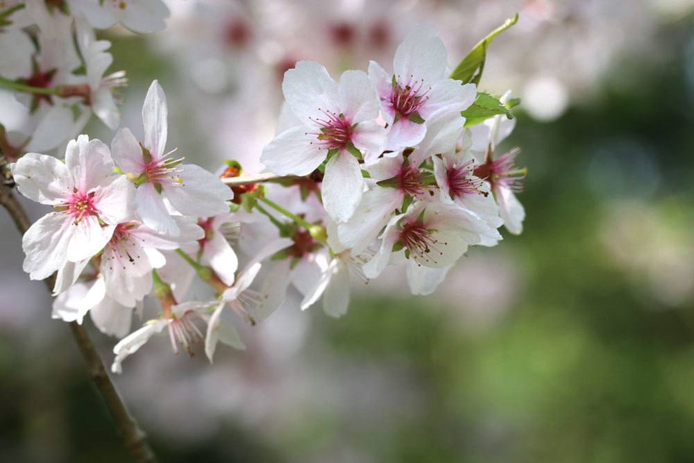 Winterkirsche, Prunus subhirtella