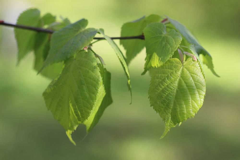 Winterlinde, Tilia cordata