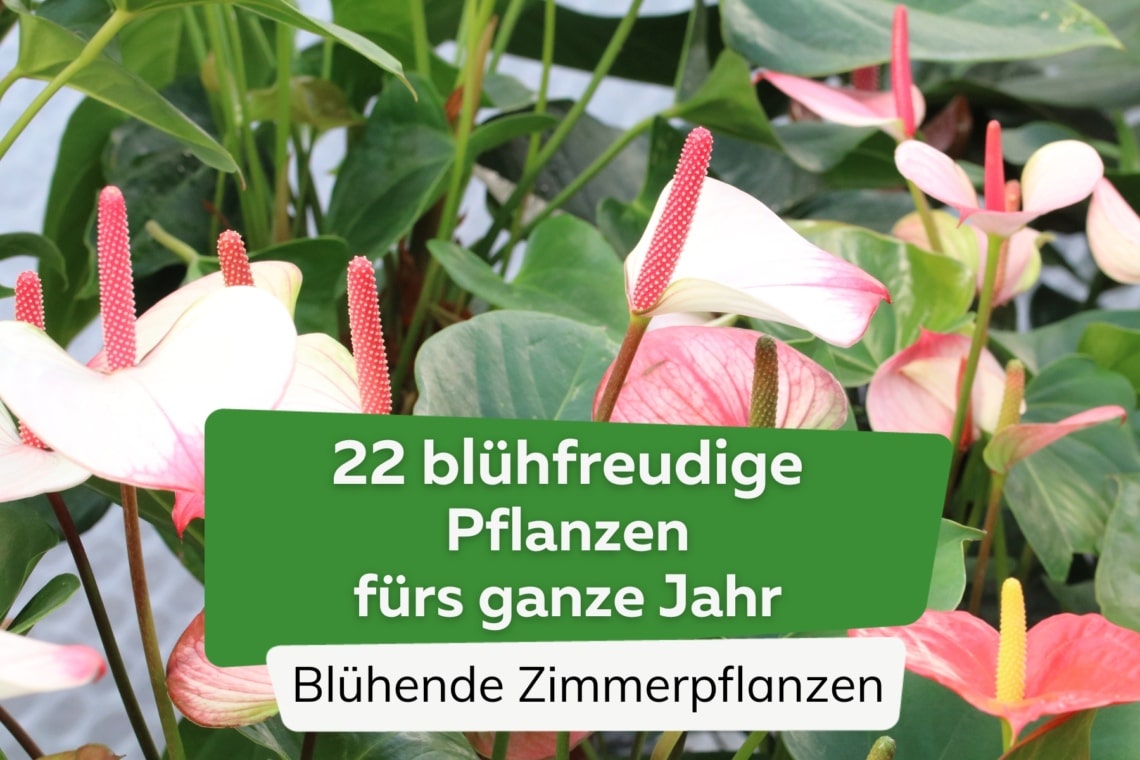 Blühfreudige Zimmerpflanzen