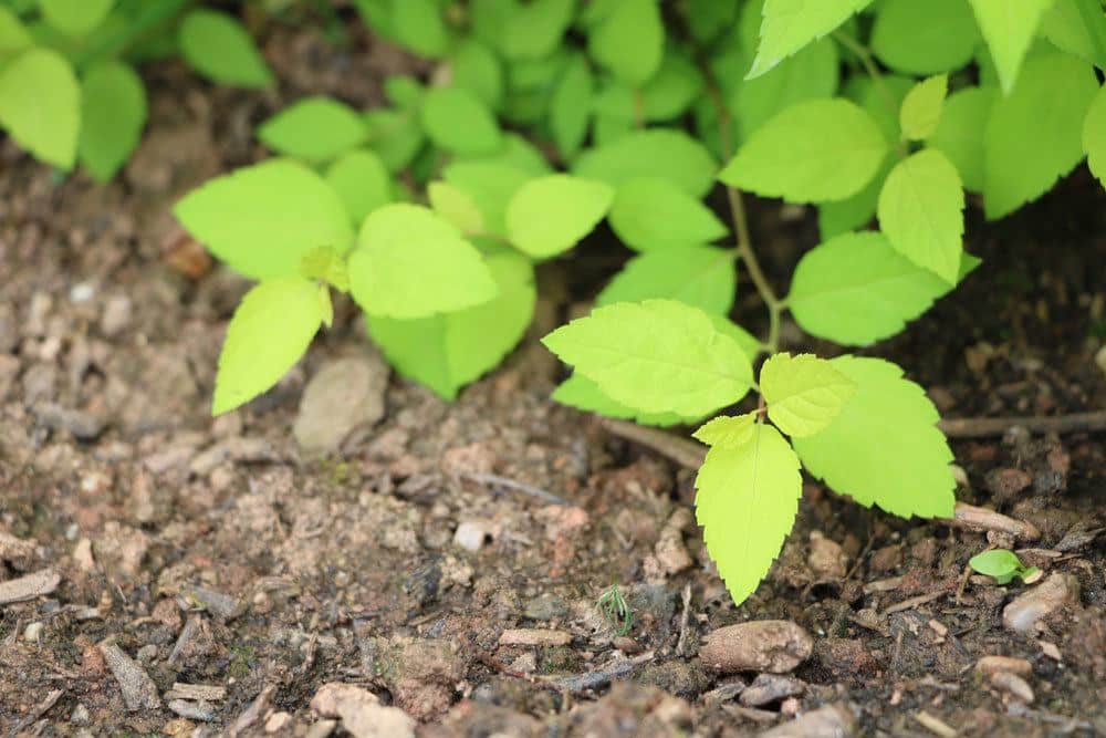 Blühende Bodendecker, pflegeleichte Arten für den Garten