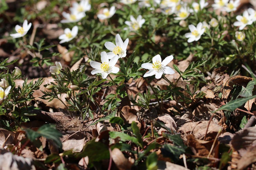 Buschwindröschen, Anemone nemorosa