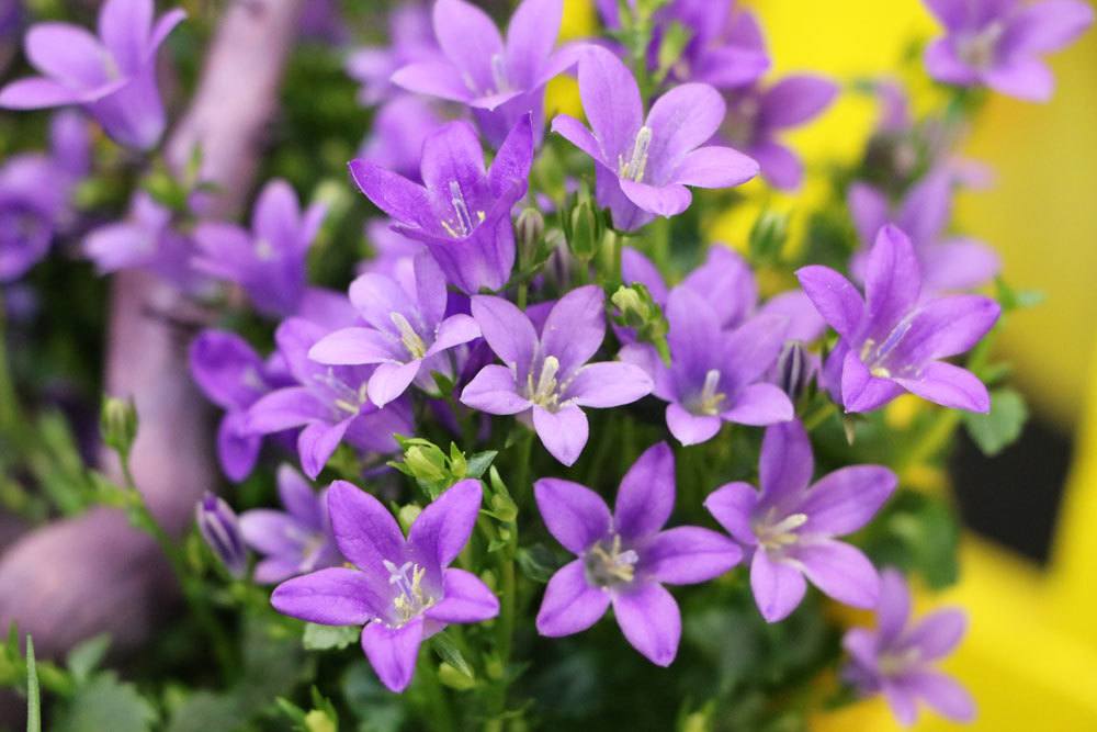 Campanula portenschlagiana, Dalmatiner Glockenblume als Bodendecker