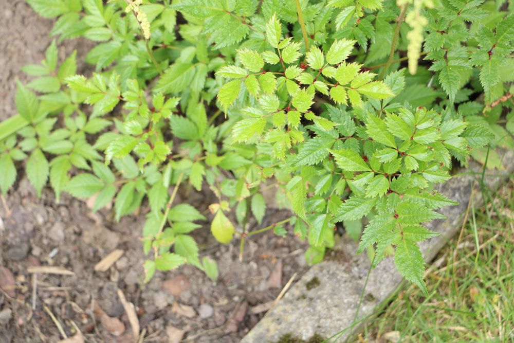 Bodendecker für sonnige Standorte im Garten