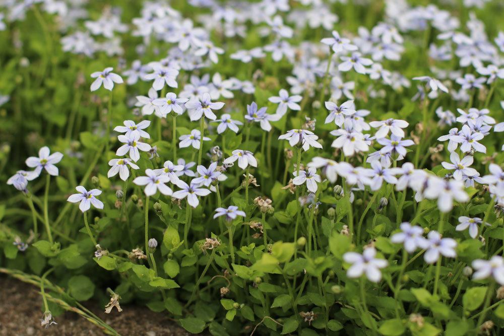 Blaues Bubiköpfchen, Isotoma fluviatilis