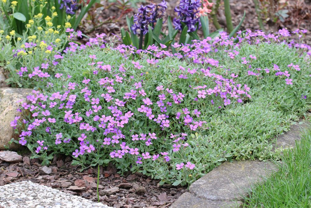 Blaukissen, Aubrieta