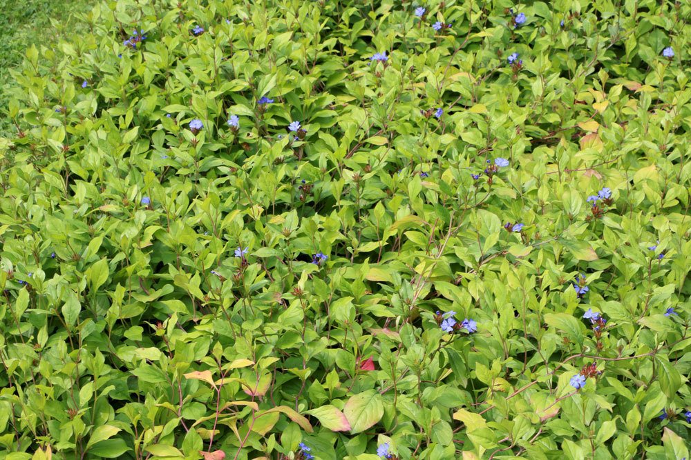 Chinesische Bleiwurz, Ceratostigma plumbaginoides