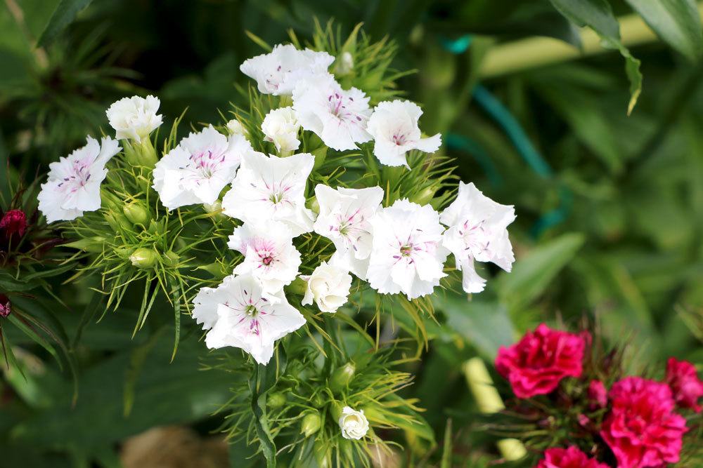 Nelken, Dianthus