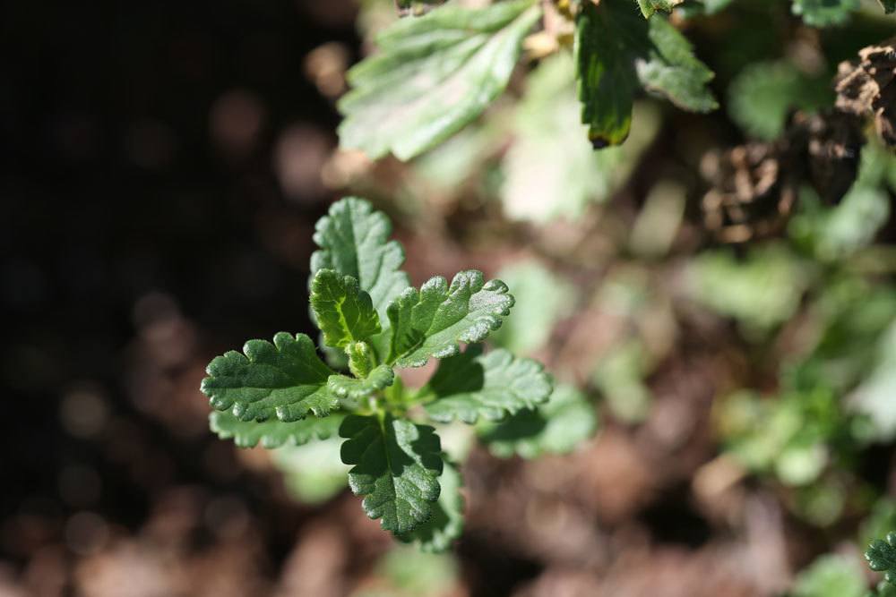 Edel-Gamander, Teucrium chamaedrys