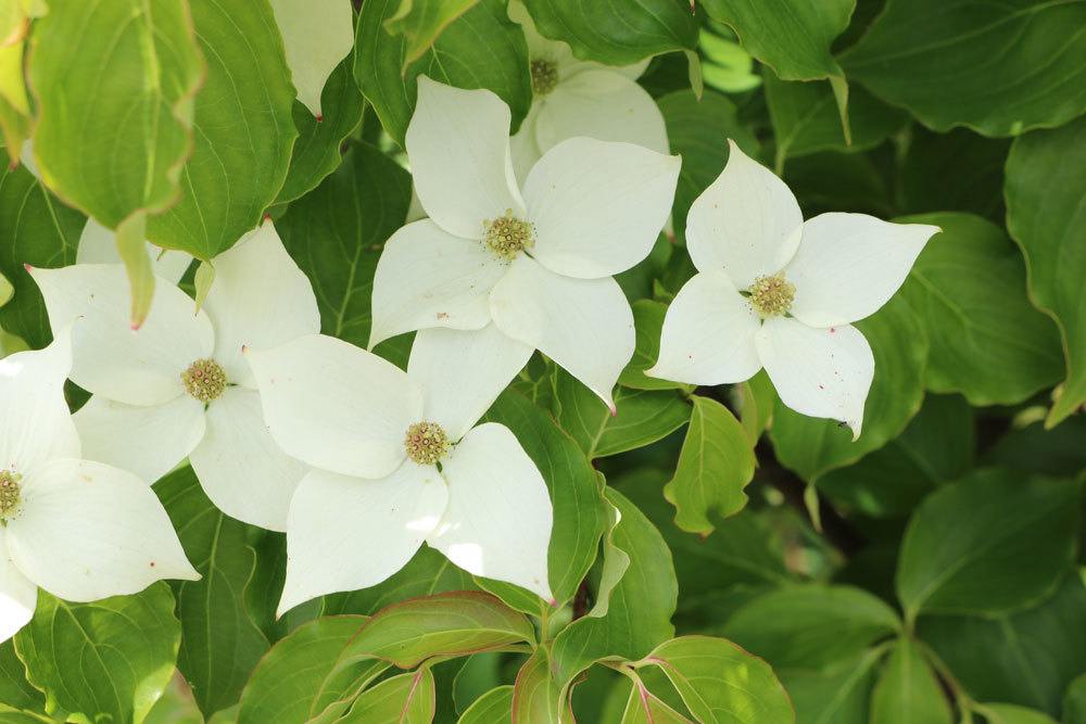 Hornstrauch, Cornus, Hartriegel