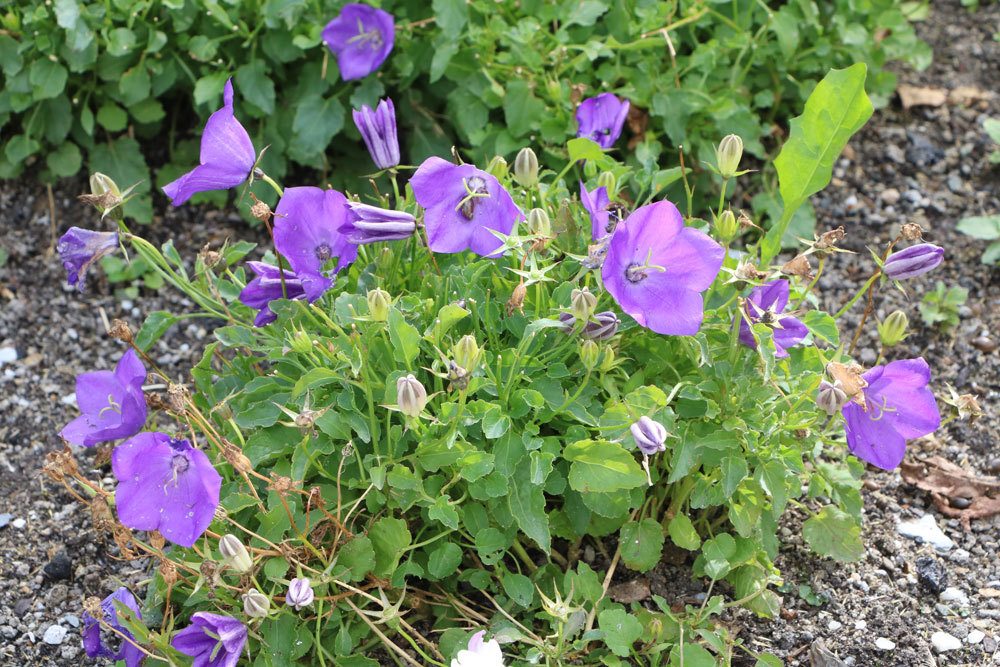 Karpaten-Glockenblume, Campanula carpatica