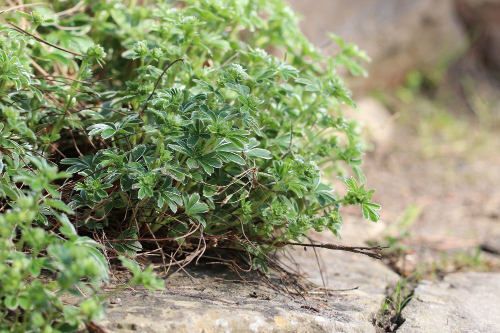 Leimkraut, Silene italica