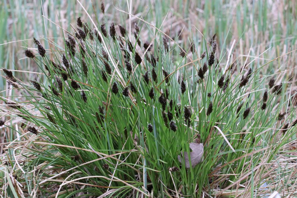 Raue Segge, Carex hirta