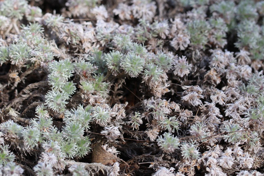 Silber-Fiederpolster, Cotula hispida