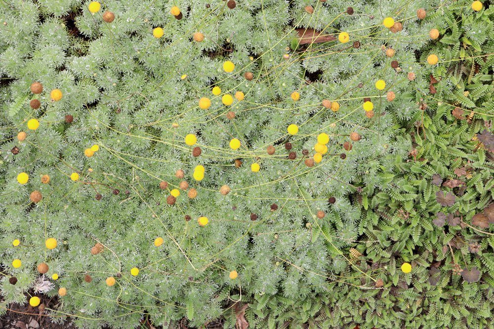 Silber-Fiederpolster, Cotula hispida