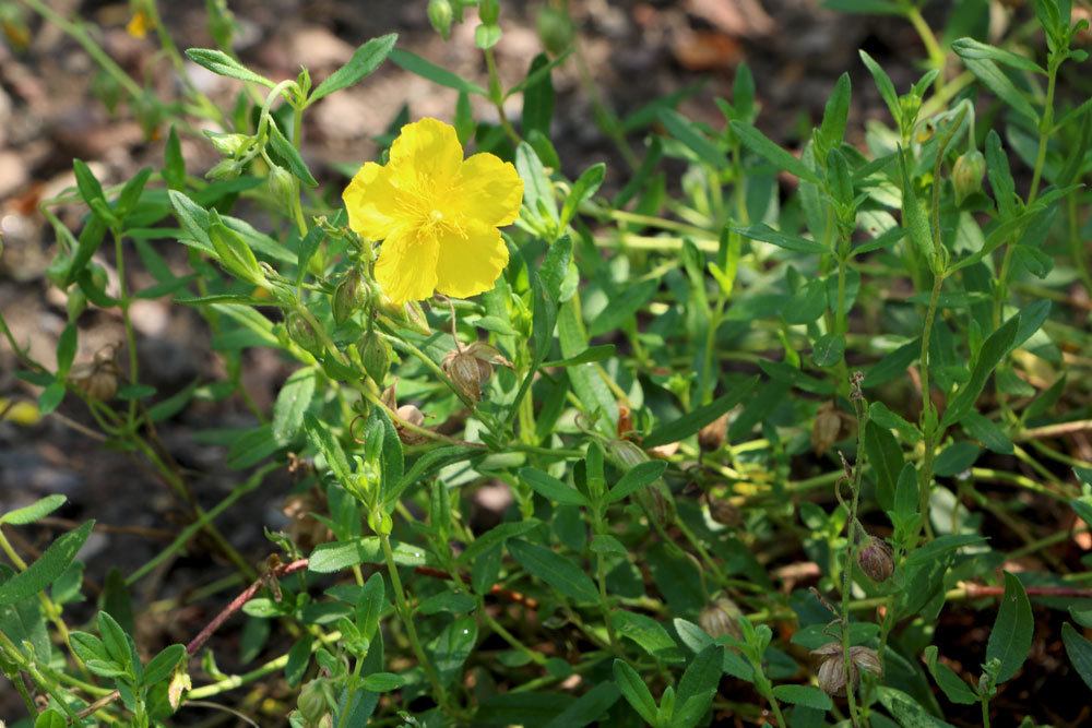 Gelbes Sonnenröschen, Helianthemum nummularium