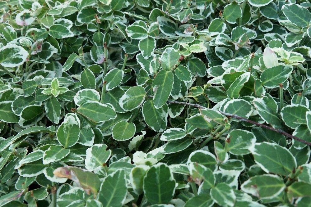 Spindelstrauch, Euonymus