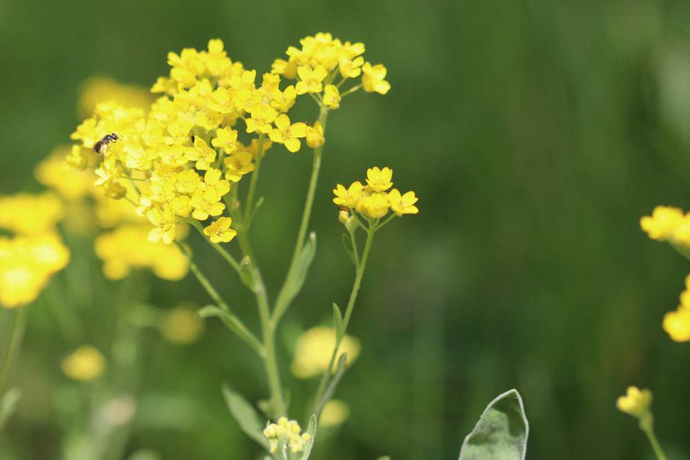 Felsen-Steinkraut, Alyssum saxatile