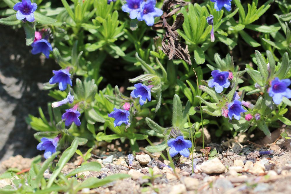 Steinsame, Lithodora diffusa