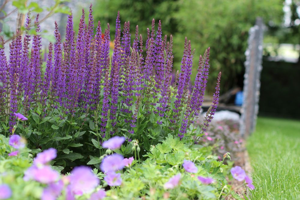 Hain-Salbei, Steppen-Salbei, Salvia nemorosa