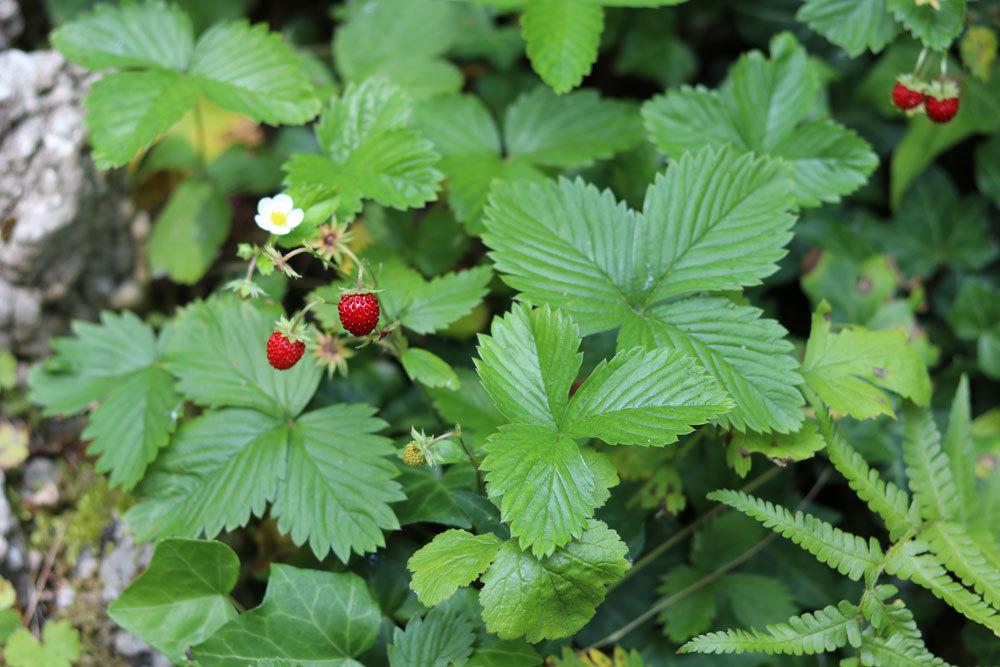 Wald-Erdbeere, Fragaria vesca