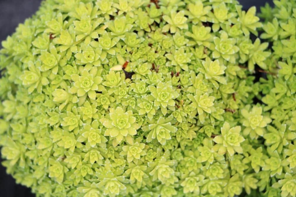 Steinbrech, Saxifraga als Bodendecker