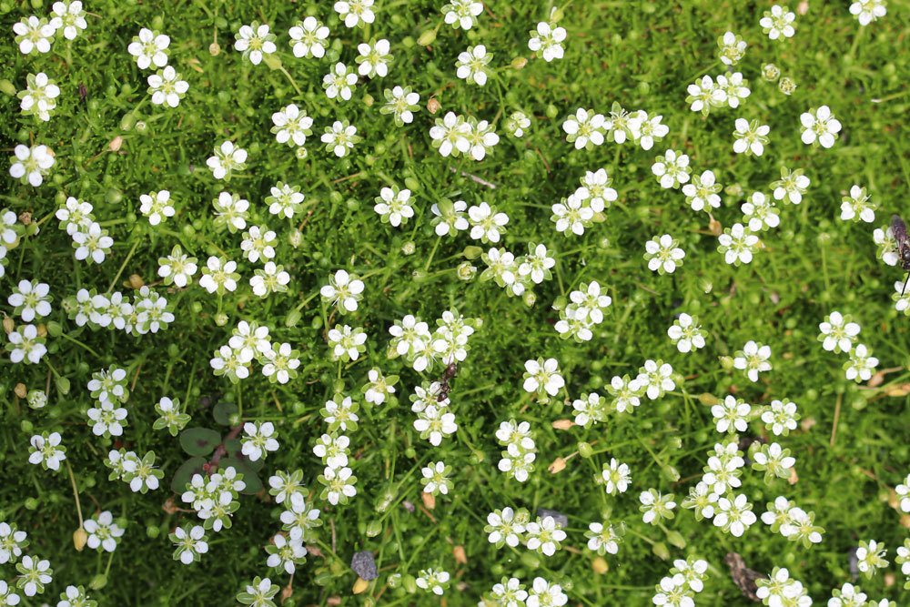 Sternmoos, Sagina subulata als Bodendecker