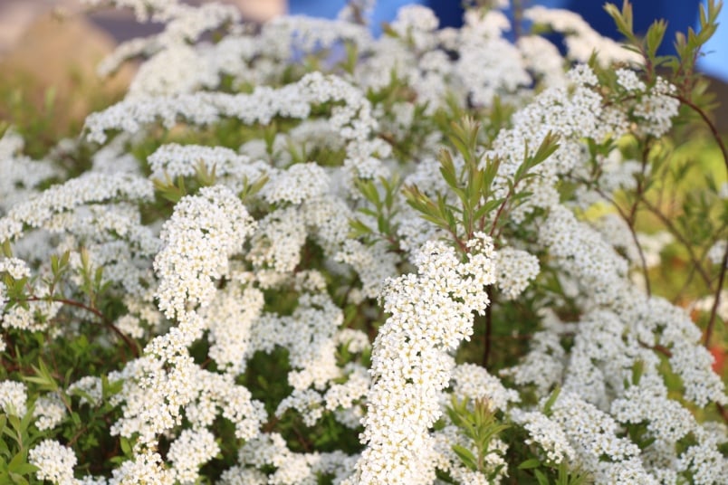 Brautspiere (Spiraea arguta)