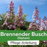 Brennender Busch (Diptam)