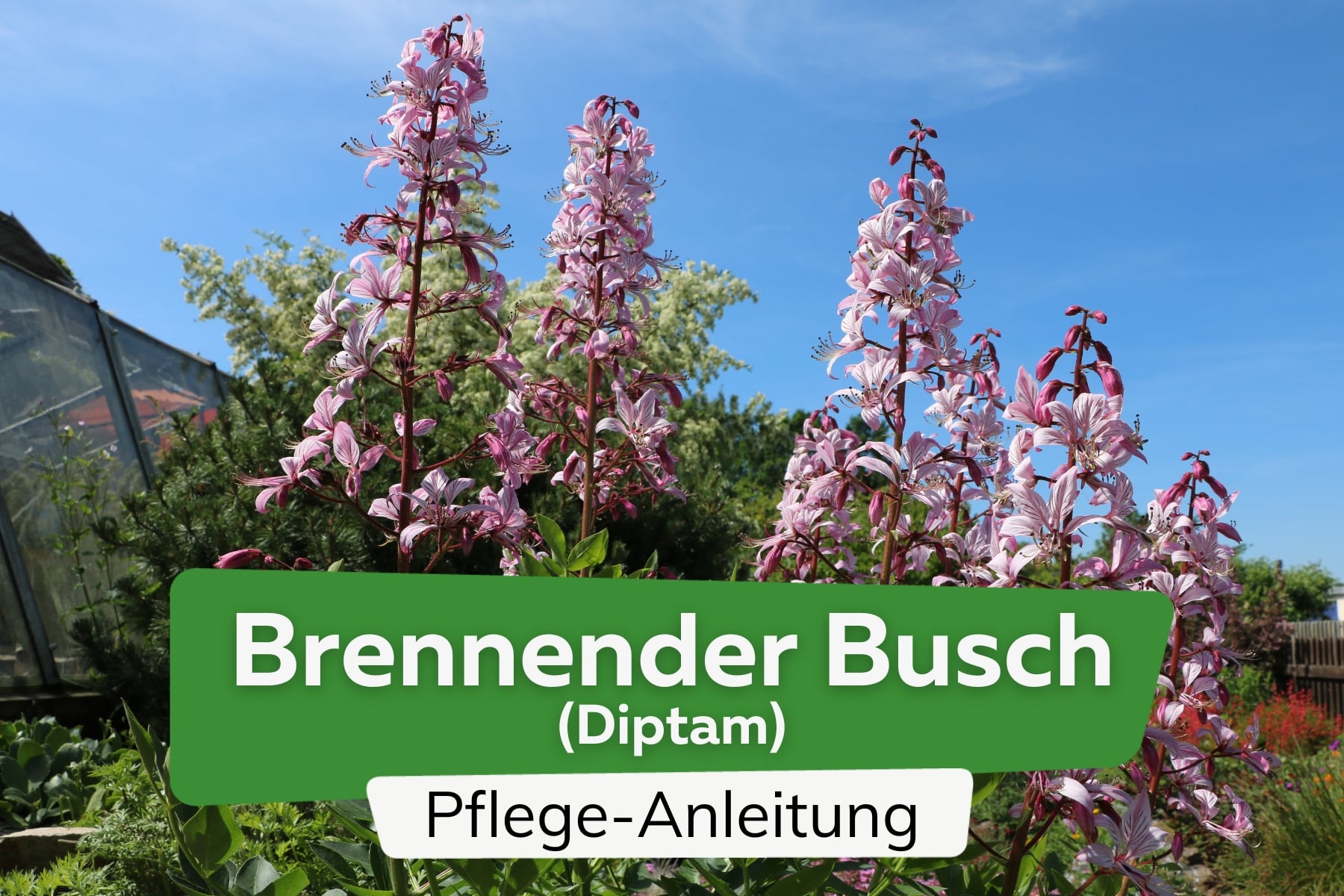 Brennender Busch (Diptam)